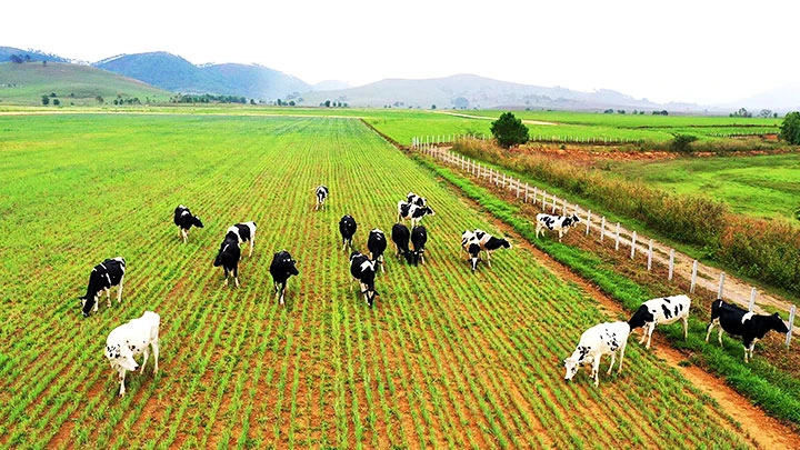 Dự án tổ hợp trang trại bò sữa được Vinamilk đầu tư tại cao nguyên Xiêng Khoảng (Lào). Ảnh: CTV
