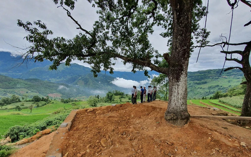 Khu vực điểm ngắm cảnh có hai cây dẻ sổi đã được dỡ bỏ hàng rào và cọc ngày 23-6 (Ảnh: CAO HƯƠNG) 