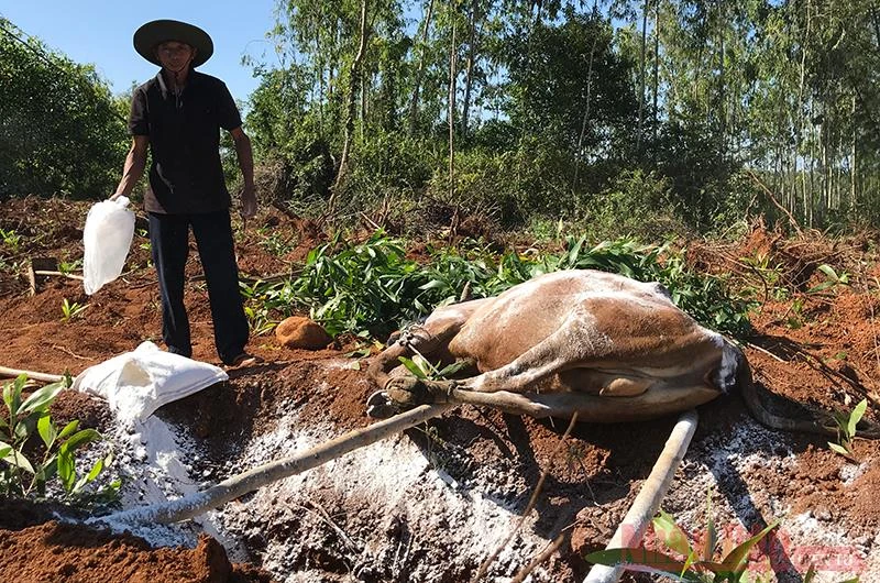 Dịch bệnh viêm da nổi cục làm hàng trăm con bò bị chết, gây thiệt hại nặng cho người chăn nuôi ở Quảng Ngãi. 
