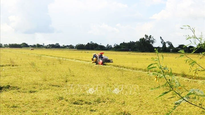 Thu hoạch lúa hè thu ở xã Mỹ Hiệp Sơn, Hòn Đất (Kiên Giang) thuộc vùng dự án chuyển đổi nông nghiệp bền vững ở Việt Nam. Ảnh: LÊ HUY HẢI/TTXVN