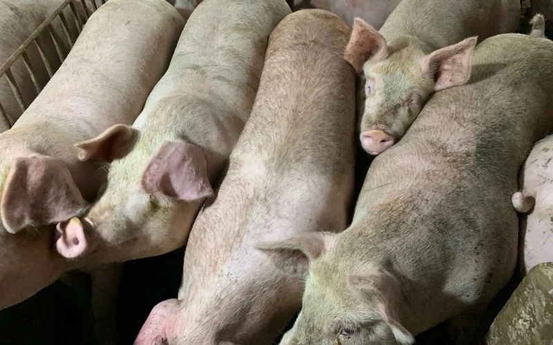 Đàn lợn tại huyện Cát Hải đang bị dịch tả lợn châu Phi đe dọa.