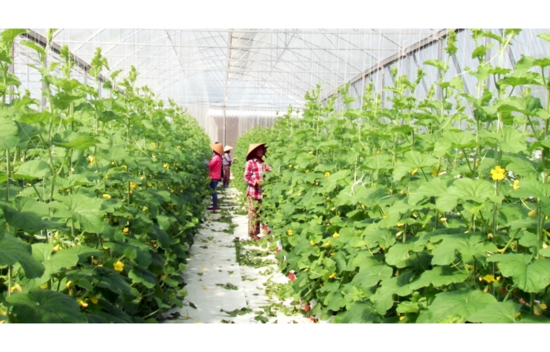 Mô hình trồng dưa lưới trong nhà màng ở xã Yên Hồ, huyện Đức Thọ (Hà Tĩnh) mang lại hiệu quả kinh tế cao. Ảnh: TÌNH THẮNG