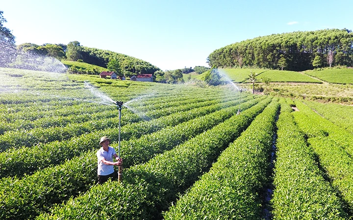 Người dân xã Hùng Sơn, huyện Anh Sơn (Nghệ An) trồng chè trên vườn đồi cho năng suất cao. Ảnh: QUANG DŨNG
