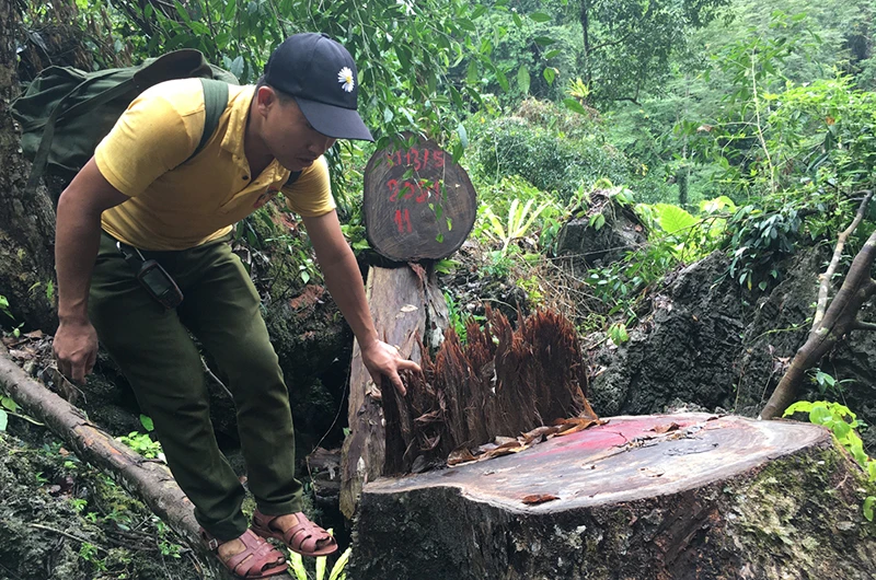 Cây gỗ nghiến bị chặt hạ trái phép tại Vườn quốc gia Du Già.