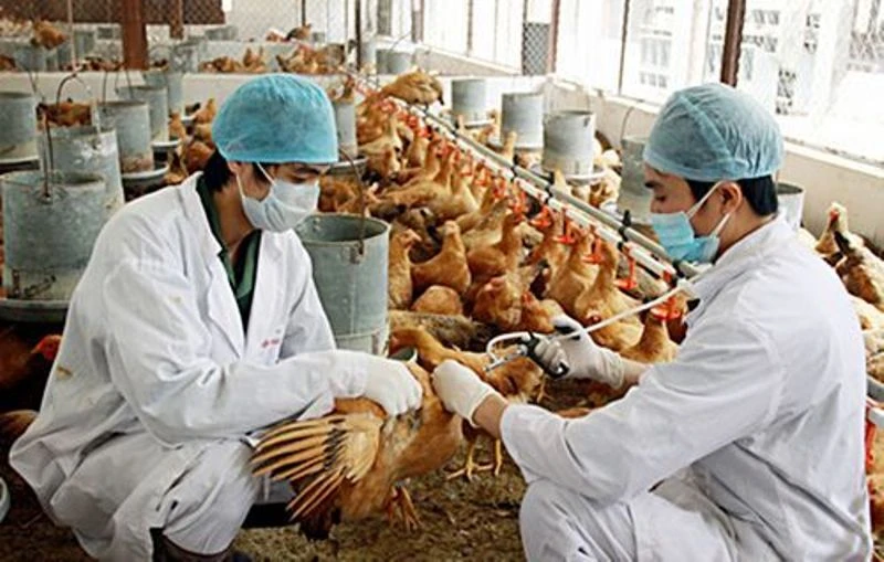 Tại Việt Nam từ đầu tháng 6/2021 đến nay đã phát hiện chủng virus cúm gia cầm A/H5N8.
