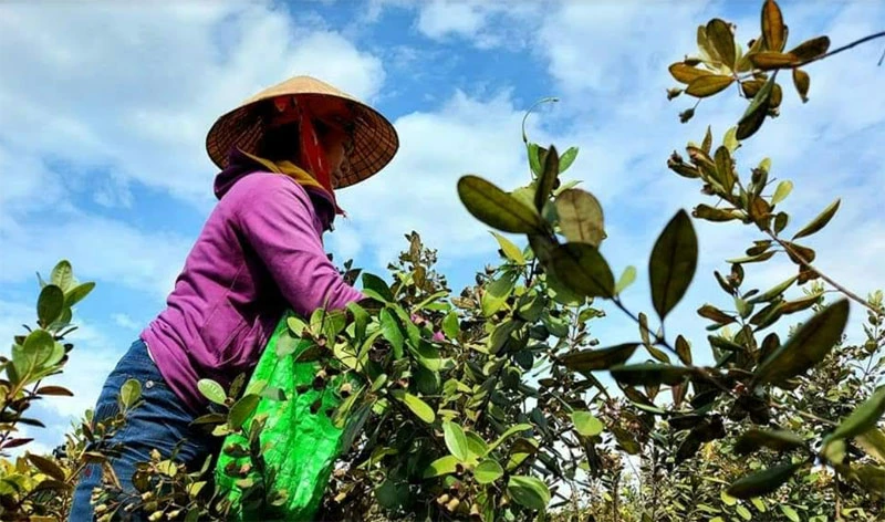 Người dân Cao Quảng thu hoạch sim. (Ảnh: CTV) 