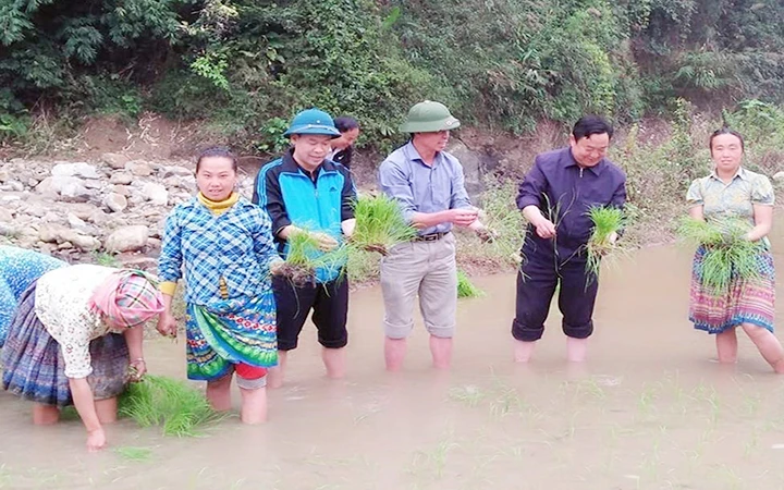 Lãnh đạo Huyện ủy Trạm Tấu (Yên Bái) cùng đồng bào xã Pá Lau xuống đồng gieo cấy lúa. Ảnh TTXVN