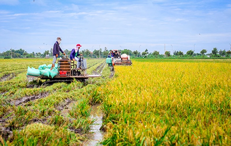 Vụ Hè thu lúa chín đến đâu, nông dân cần tranh thủ thu hoạch đến đó, với phương châm “xanh nhà hơn già đồng” .