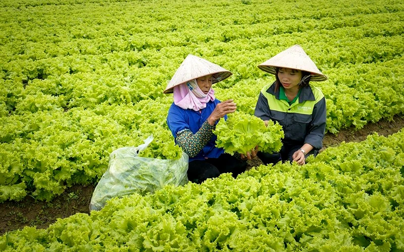 Thu hoạch rau tại Hợp tác xã rau sạch Yên Dũng, huyện Yên Dũng (Bắc Giang).