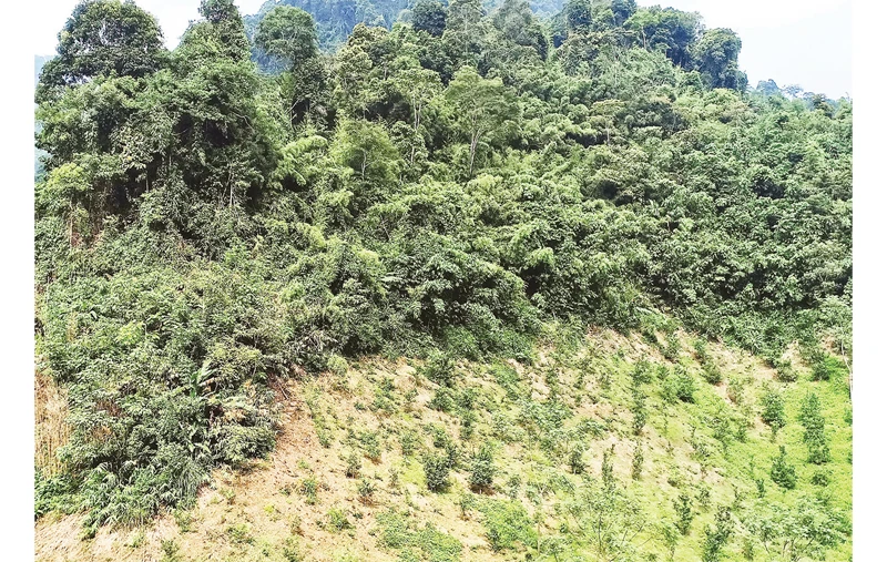 Một diện tích đất rừng do Công ty Lâm nghiệp Bắc Kạn quản lý tại xã Dương Phong (huyện Bạch Thông) nhưng một phần đã “biến” thành đất trồng cam, quýt.