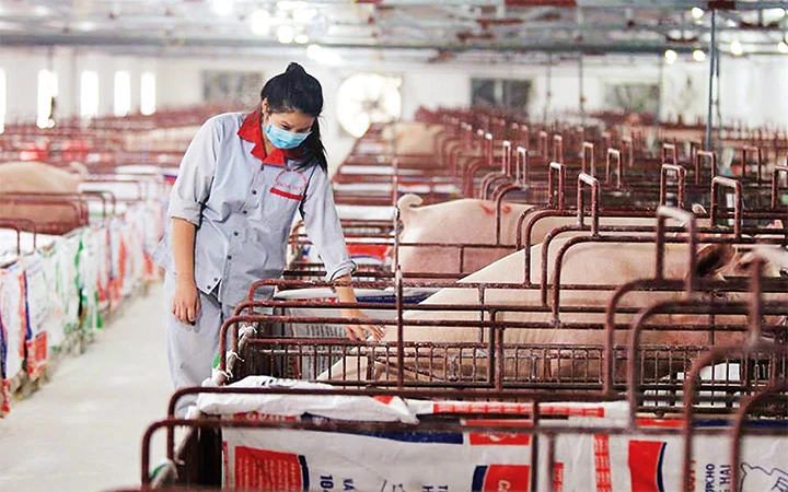 Chăm sóc đàn lợn giống tại HTX chăn nuôi dịch vụ tổng hợp Hòa Mỹ (huyện Ứng Hòa, Hà Nội). Ảnh: NHẬT NAM