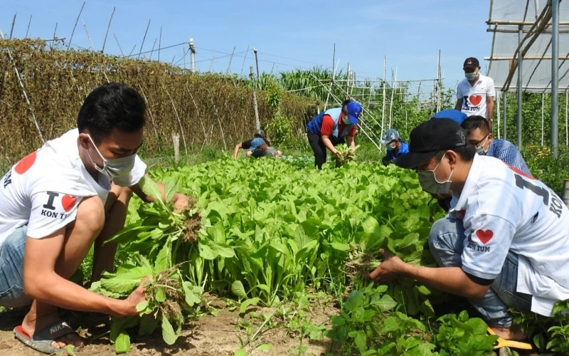 Thành viên các nhóm tình nguyện tại Kon Tum thu hoạch rau xanh.