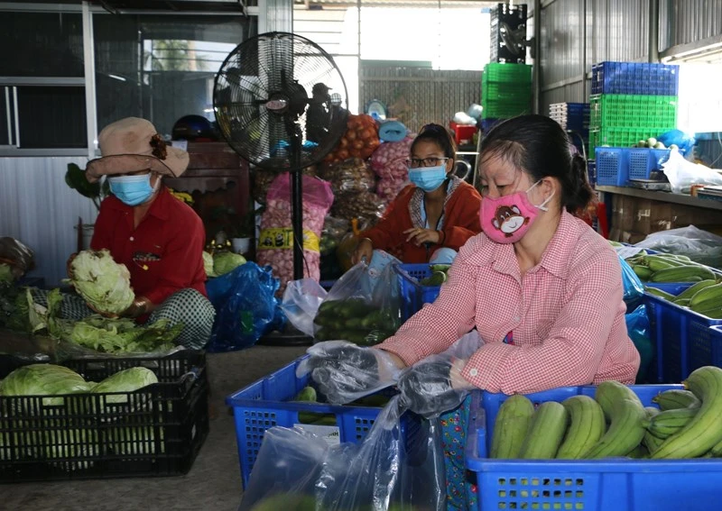 Hợp tác xã Mỹ Hạnh (Thủ Thừa, Long An) mỗi ngày mua và giao 20 tấn rau, củ, quả cho các đơn vị phân phối tại Long An, TP Hồ Chí Minh, Đồng Nai, Bình Dương và Tiền Giang.