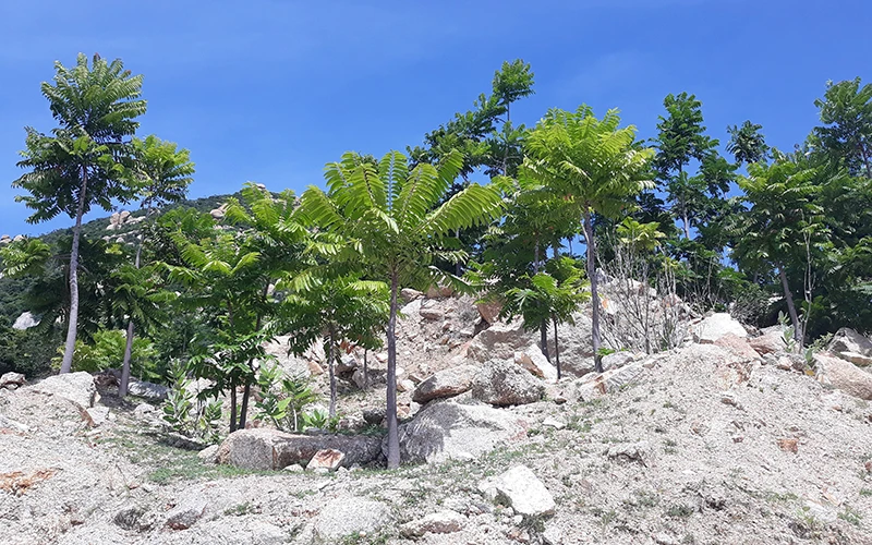 Cây thanh thất được trồng nhân rộng trên vùng núi đá rừng phòng hộ ven biển huyện Thuận Nam, Ninh Thuận. Ảnh: Nguyễn Thành (TTXVN)