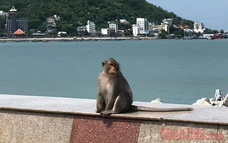 Sau 3 ngày giãn cách, khỉ, sóc tung tăng trên đường phố Vũng Tàu