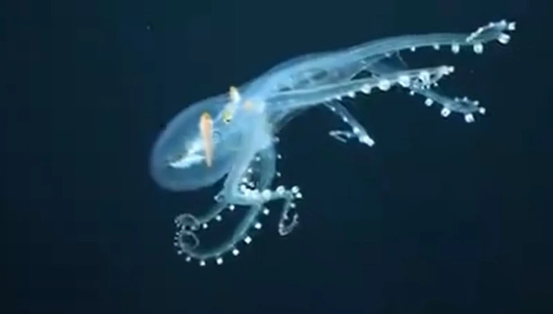 Hình ảnh bạch tuộc thủy tinh được cắt từ clip của Viện Đại dương Schmidt.