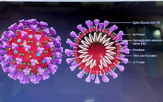 Vì sao virus SARS-CoV-2 có thể gây tổn thương cho toàn bộ cơ thể?