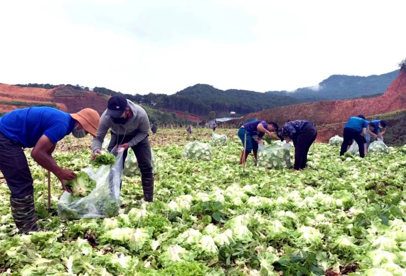Áo xanh tình nguyện trên những cánh đồng rau được người dân Lâm Đồng hỗ trợ các vùng dịch.