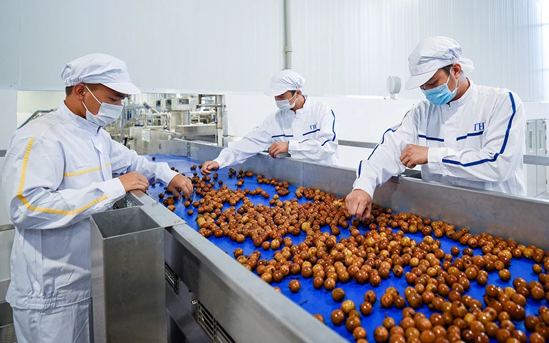 Sơ chế sản phẩm nhãn tại Nhà máy chế biến hoa quả tươi và thảo dược Vân Hồ, tỉnh Sơn La. Ảnh: ÐINH TÙNG