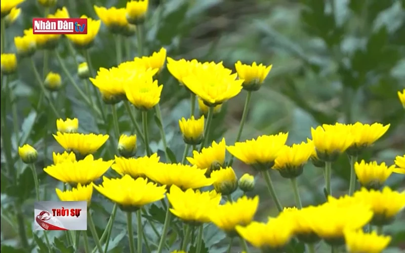 Lâm Đồng tìm cách gỡ khó cho hoa Đà Lạt xuất khẩu