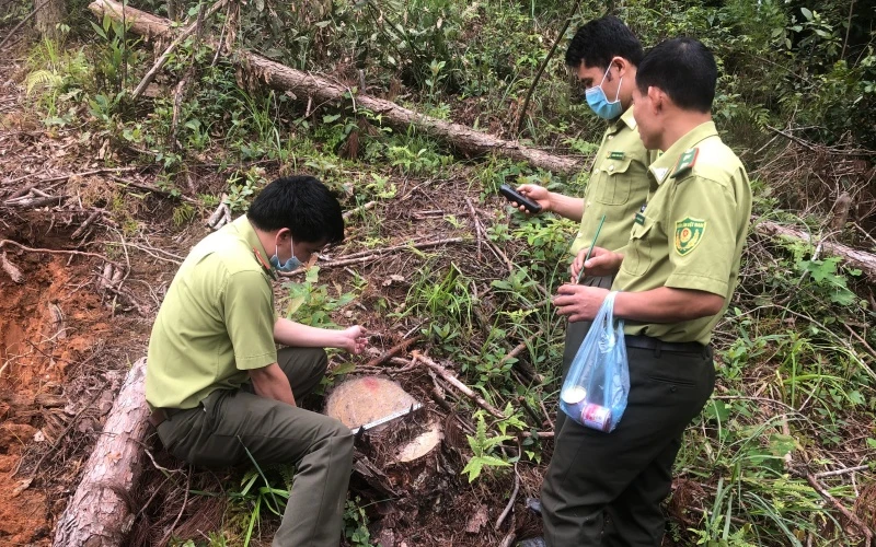 Lực lượng kiểm lâm kiểm đếm số cây thông đã bị khai thác trái phép tại bản Hua Sa A, xã Tỏa Tình, huyện Tuần Giáo.