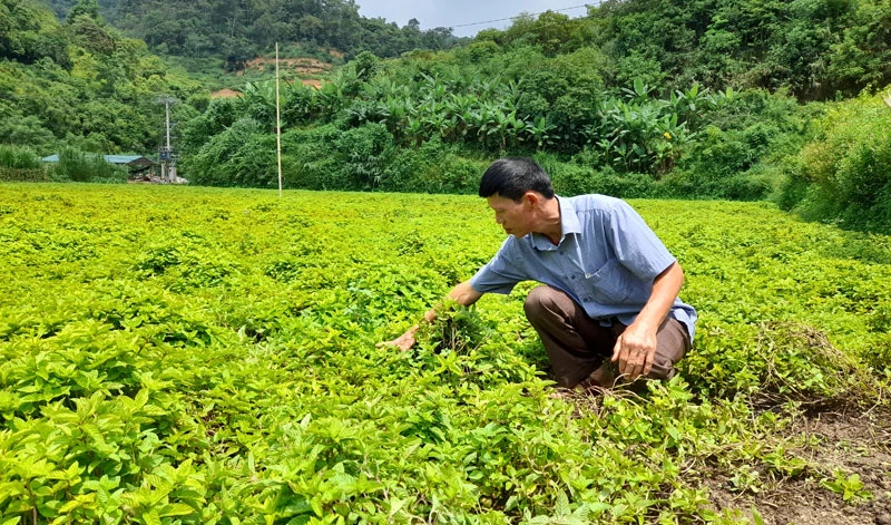 Kiểm tra sự phát triển của cây thạch đen tại xóm Nà Lẹng, xã Trọng Con, huyện Thạch An (Cao Bằng).