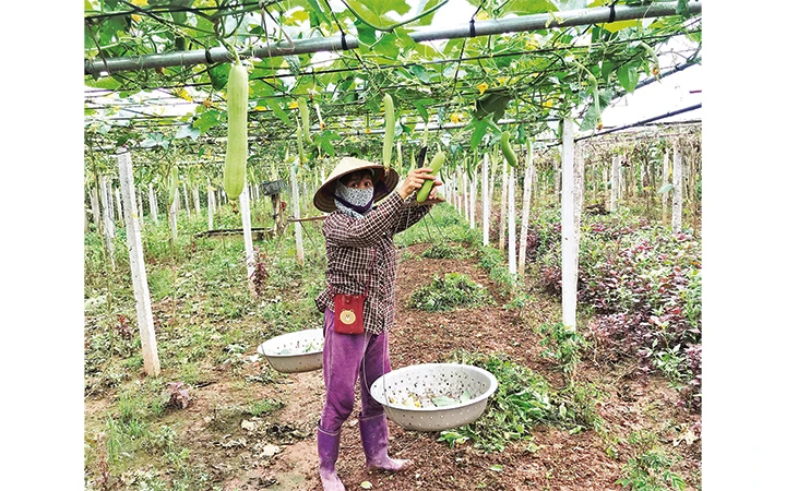 Nông dân huyện Phúc Thọ trồng nhiều loại rau đặc sản ngắn ngày. 