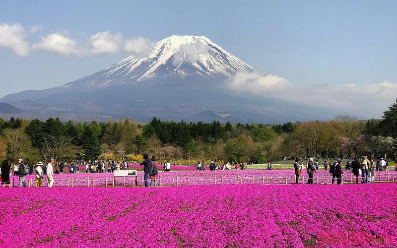 Lễ hội hoa Chi Anh được tổ chức dưới chân núi Fuji, một sự kiện tôn vinh hoa nhưng bao gồm vô số các hoạt động, trải nghiệm hấp dẫn du khách. 