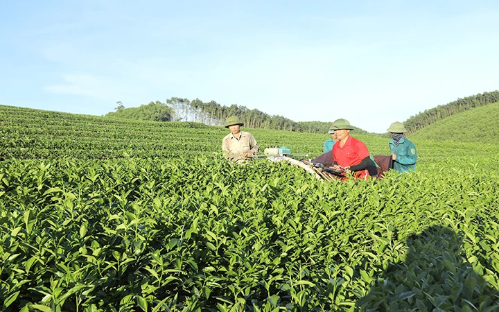 Người dân xã Hùng Sơn, huyện Anh Sơn (Nghệ An) vay vốn trồng chè, mang lại hiệu quả kinh tế cao. Ảnh: QUANG DŨNG