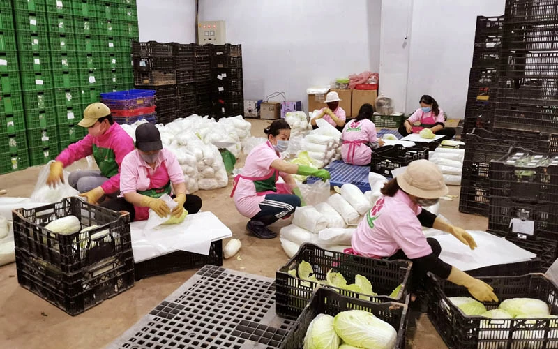 Nhân công Hợp tác xã Anh Đào - Đà Lạt tất bật đóng gói nông sản hỗ trợ các vùng dịch.