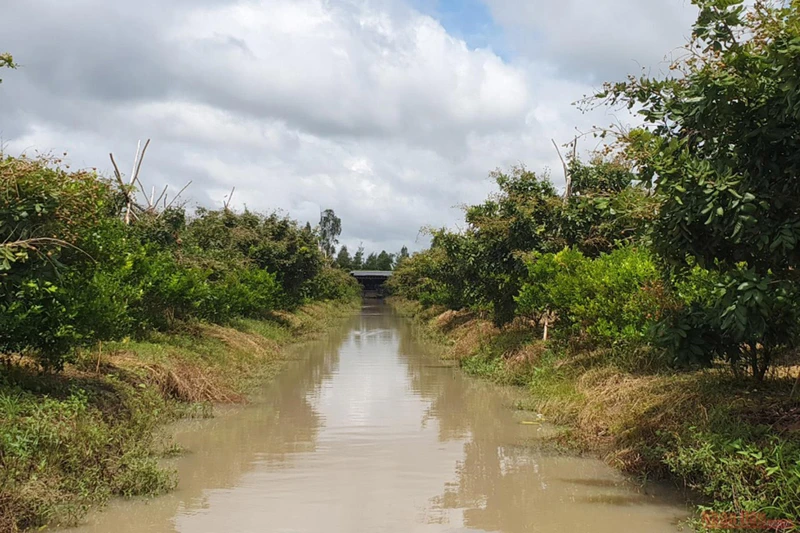 Hàng ngàn tấn nhãn của nông dân ở Nông trường Sông Hậu TP Cần Thơ bị nghẽn đầu ra.