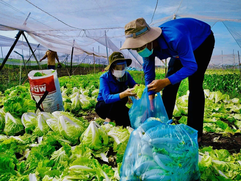 Đoàn viên, thanh niên thu hoạch cải tại huyện Gò Công Đông (Tiền Giang).