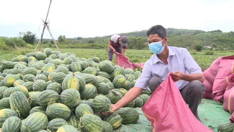 Thông qua Hội Nông dân, bà con xã An Lĩnh đã thu hoạch và  tiêu thụ được hơn 30 tấn dưa và chuối với giá ổn định.