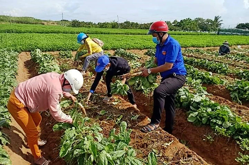 Lực lượng Đoàn thanh niên xã Thừa Đức (huyện Bình Đại) thu hoạch, vận chuyển nông sản giúp người dân.