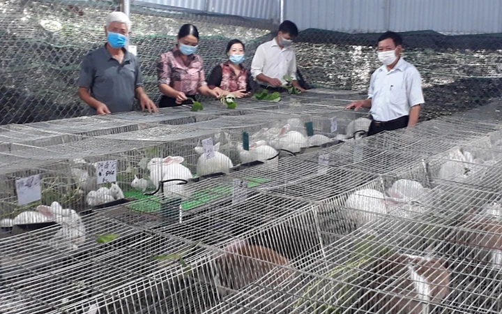 Mô hình nuôi thỏ của gia đình ông Nguyễn Đình Vụ ở bản Xanh, xã Kỳ Phú, huyện Nho Quan (Ninh Bình) đang là hướng đi mới trong phát triển kinh tế của nhiều hộ dân trên địa bàn.