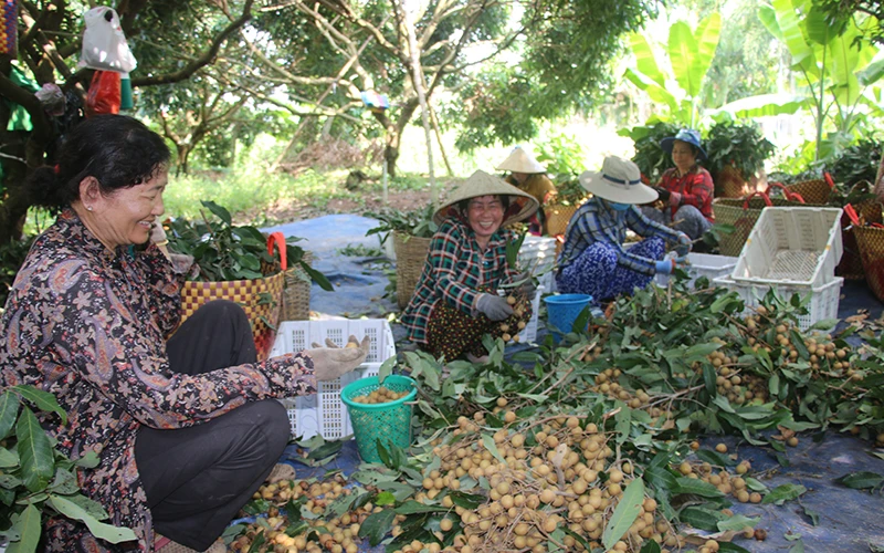 Người dân xã An Nhơn, huyện Châu Thành (Đồng Tháp) thu hoạch nhãn. Ảnh: HỮU NGHĨA