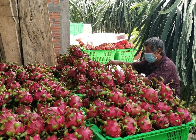Khoảng 2 tấn thanh long của ông Nguyễn Văn Náo thu hoạch 2 ngày chờ cơ sở thu mua mở cửa vào ngày 2/8 để bán. 