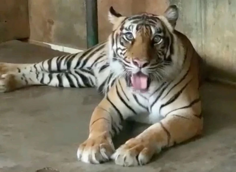 Hổ Tino hồi phục sau khi nhiễm Covid-19 tại vườn thú Ragunan, Jakarta, Indonesia ngày 31/7. (Ảnh cắt từ clip do chính quyền TP Jakarta cung cấp).
