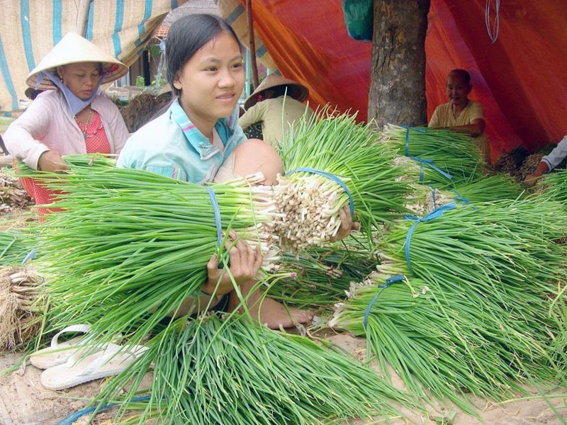 Nguồn cung hành lá dồi dào của huyện Chợ Mới, tỉnh An Giang cần kết nối tiêu thụ. (Ảnh: LÊ HOÀNG VŨ)