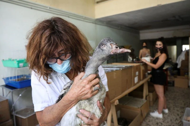 Bà Maria Ganoti ôm một con ngỗng bị thương sau trận cháy rừng ở phía bắc Athens, tại trung tâm sơ cứu của ANIMA, ở thủ đô Athens, Hy Lạp, ngày 8/8. Ảnh: Reuters.