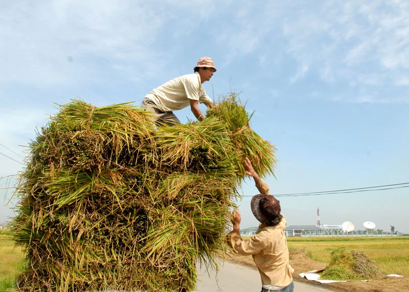 Sản xuất lúa gạo ở các tỉnh phía bắc bảo đảm nguồn cung trong những tháng cuối năm.