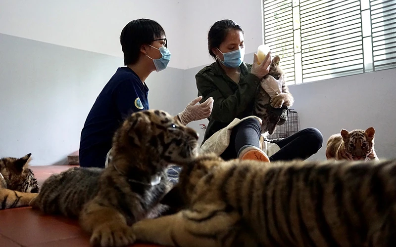 Các cá thể hổ do Công an tỉnh Nghệ An bắt giữ, được Vườn quốc gia Pù Mát chăm sóc, sức khỏe tiến triển tốt. (Ảnh: SVW)