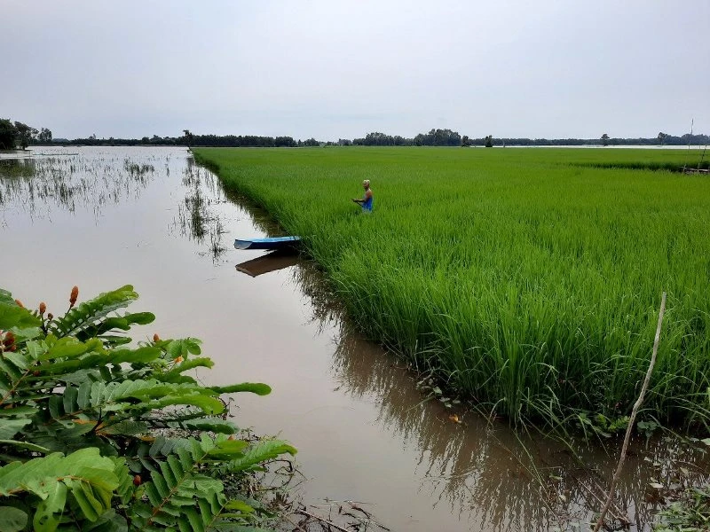 Liên kết sản xuất lúa để nâng cao giá trị gia tăng.