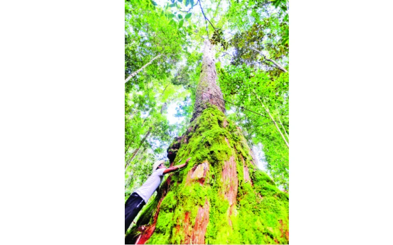 Một trong những cây pơ mu cổ thụ trong quần thể cây di sản ở huyện Tây Giang, tỉnh Quảng Nam.
