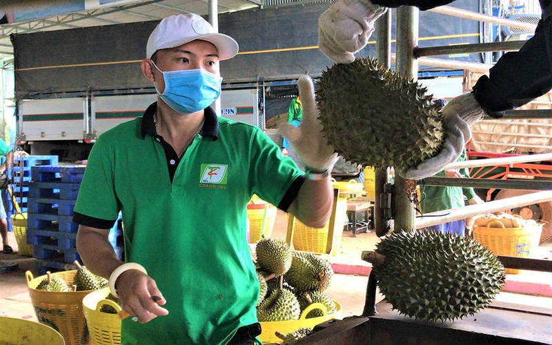 Thương lái về thu mua sầu riêng cho nông dân ở huyện Krông Pắk.