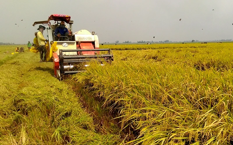 Thu hoạch lúa hè thu trên cánh đồng lớn của HTX nông nghiệp Gò Gòn, xã Hưng Thạnh, huyện Tân Hưng (Long An).