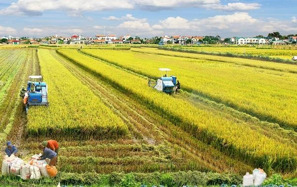 Bộ Nông nghiệp và Phát triển nông thôn, Hội nông dân Việt Nam và doanh nghiệp được coi như ba đỉnh của tam giác để phát triển ngành nông nghiệp (ảnh minh họa)