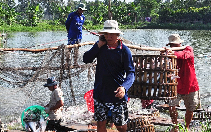Thu hoạch cá tra tại TP Cần Thơ. Ảnh: THANH TÂM 