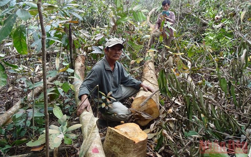 Chưa đủ thủ tục tỉnh Phú Yên đã cho phát trắng hàng chục ha rừng tự nhiên để triển khai dự án chăn nuôi bò tại hai tiểu khu 310, 311 huyện Sông Hinh. ( Ảnh chụp tháng 3/2017)