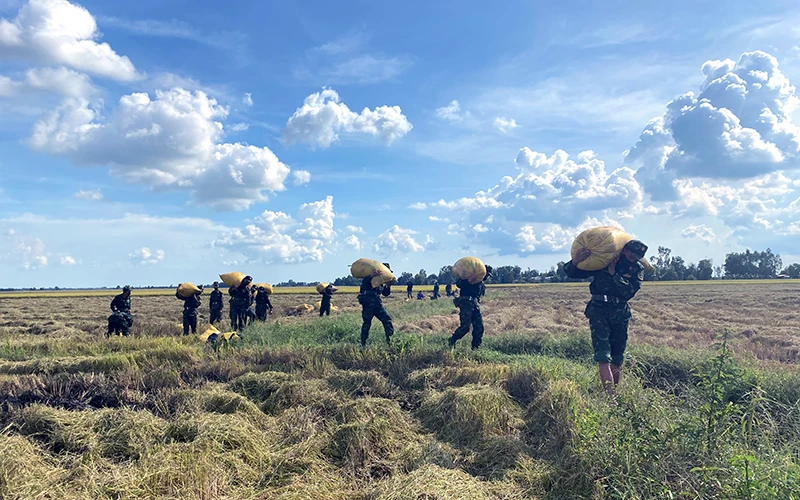 Lực lượng quân đội hỗ trợ nhân dân xã Núi Tô, huyện Tri Tôn (An Giang) thu hoạch, vận chuyển lúa. Ảnh: THANH DŨNG 